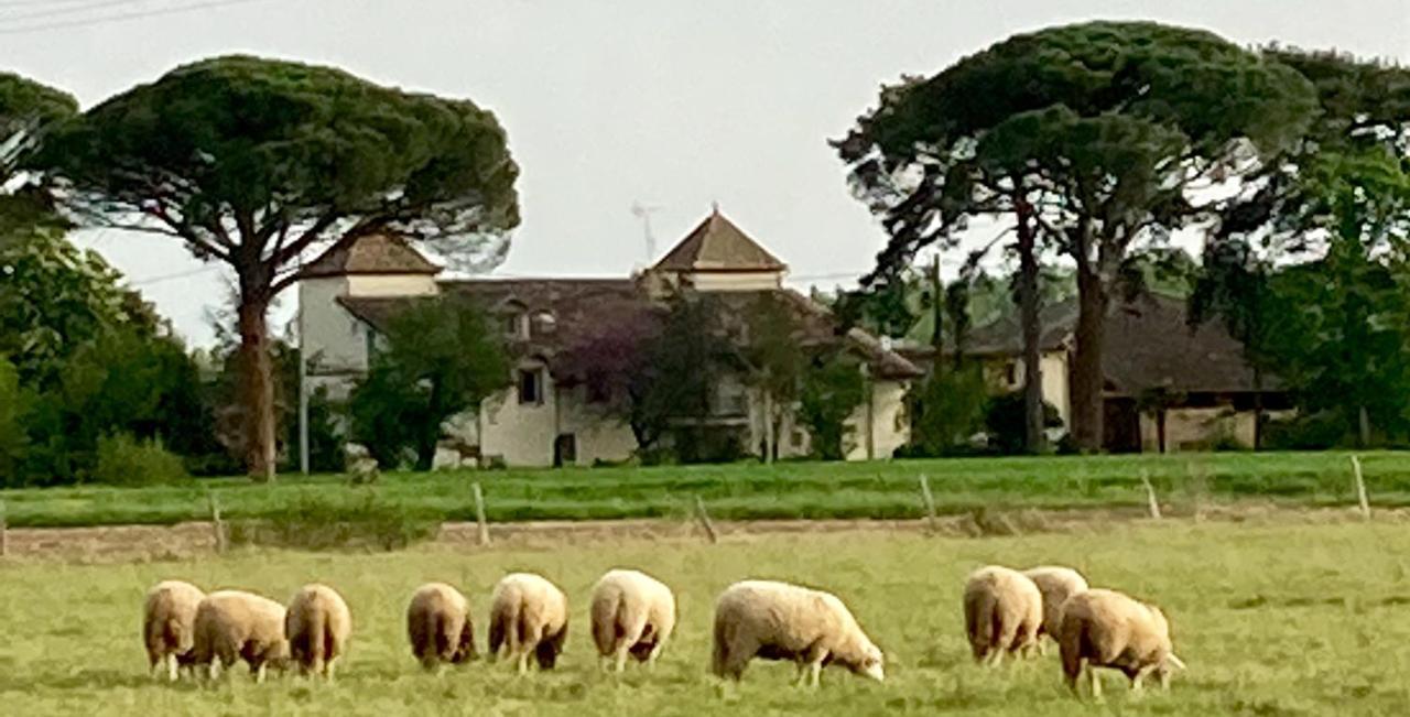Domaine de Ménerque - petit château avec piscine Lisle-sur-Tarn Exterior foto